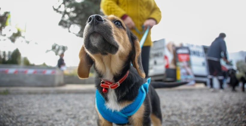 Diputados discuten dar permiso laboral ante fallecimiento de mascotas