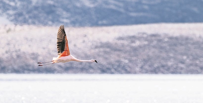 Flamenco chileno del Salar de Surire viajó 1.480 kilómetros y aparece en Argentina