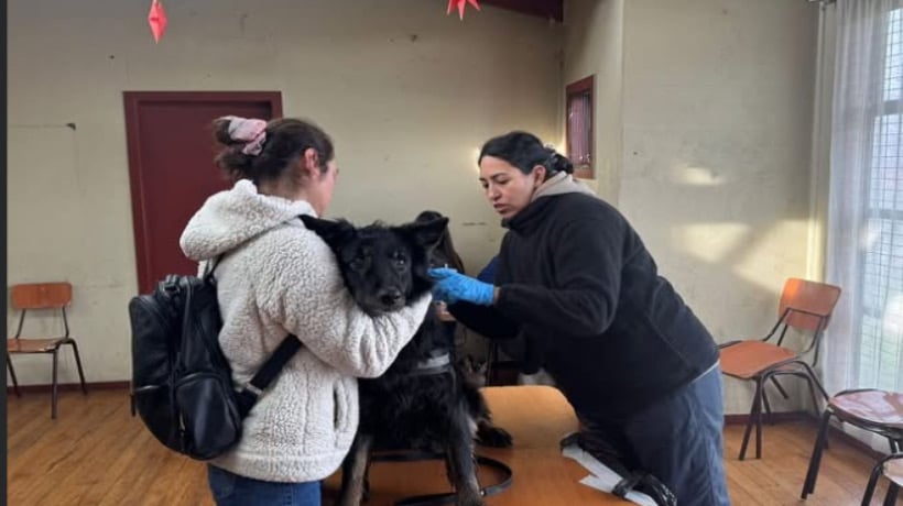 Castro: Junta de Vecinos de Gamboa Alto recibe jornada de atención veterinaria para mascotas