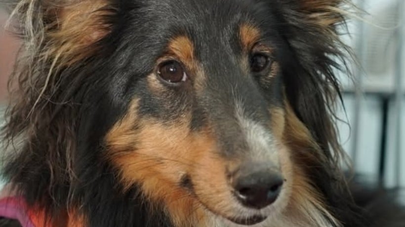 Familia antofagastina se reencuentra con su perrita Ary: Estuvo perdida 14 días Familia antofagastina se reencuentra con su perrita Ary: Estuvo perdida 14 días