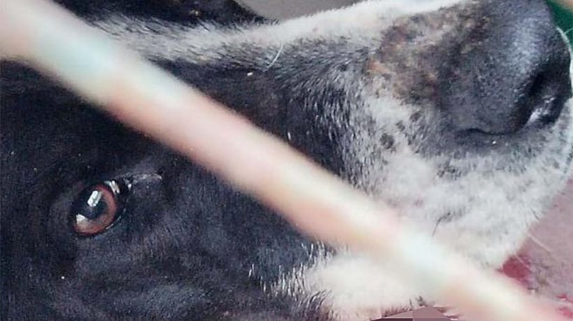 Denuncian feroz ataque contra perrito que fue apuñalado en el cuello
