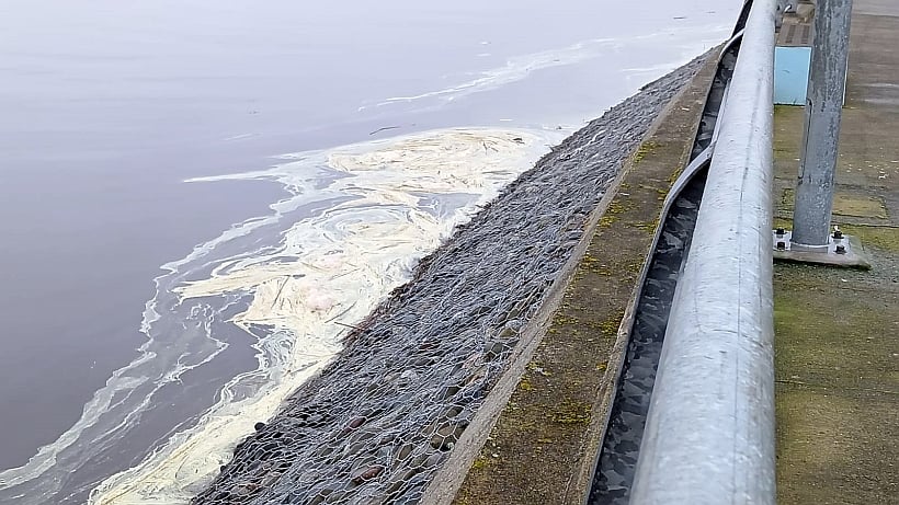 Misteriosa capa amarilla presentan las aguas del río Maullín