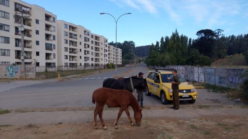 Biobío acumula 154 denuncias en el año por animales sueltos en la vía pública Biobío acumula 154 denuncias en el año por animales sueltos en la vía pública