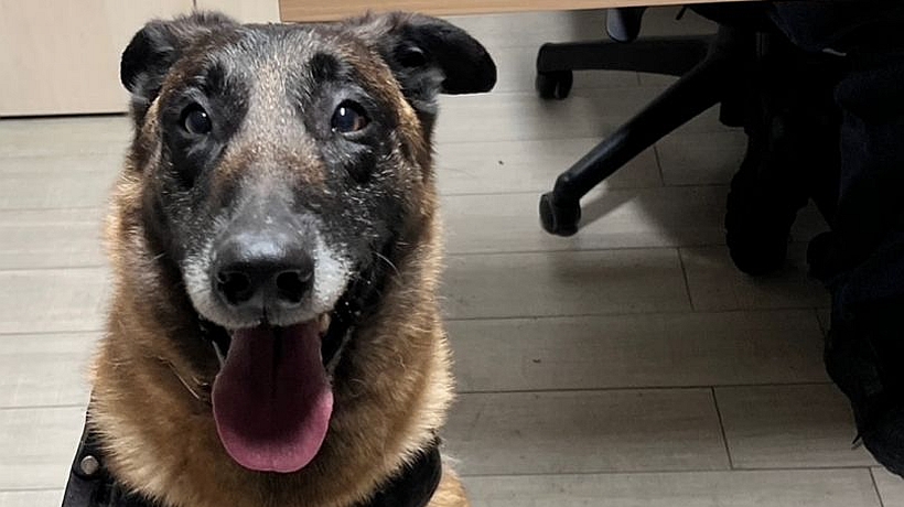 Decomiso de drogas en Quellón con ayuda de perro de la Armada
