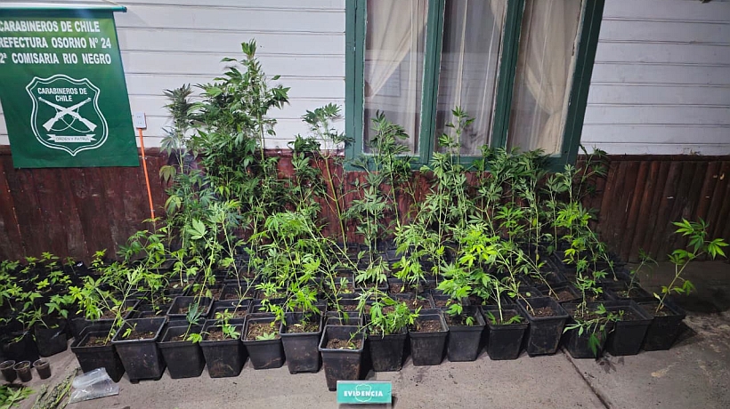 Cultivo de marihuana hallaron en una parcela agrícola de Río Negro: un campesino fue detenido Cultivo de marihuana hallaron en una parcela agrícola de Río Negro: un campesino fue detenido
