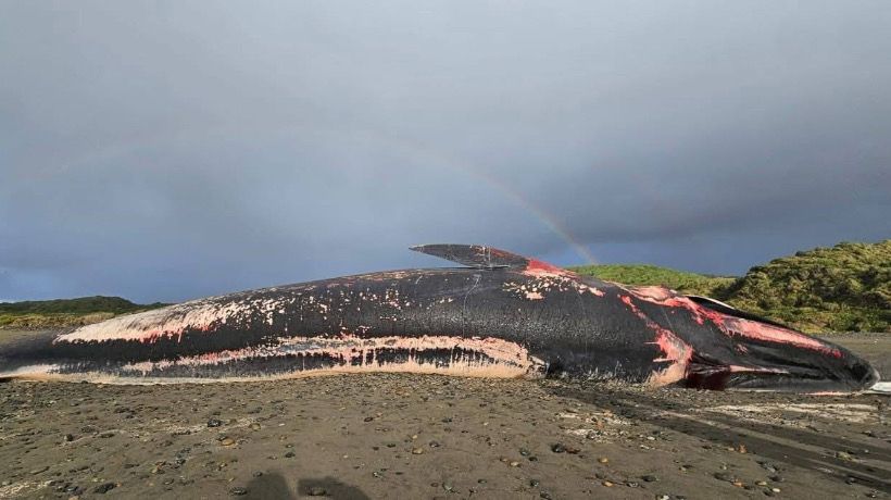 Encuentran ballena muerta en la zona costera del Parque Tepuhueico de Chonchi Encuentran ballena muerta en la zona costera del Parque Tepuhueico de Chonchi