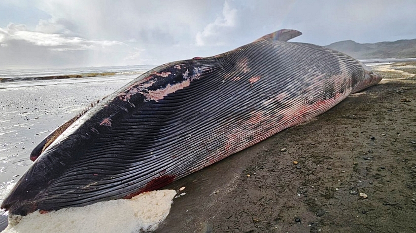 Investigan causa de muerte de ballena que varó en playa de Chonchi Investigan causa de muerte de ballena que varó en playa de Chonchi