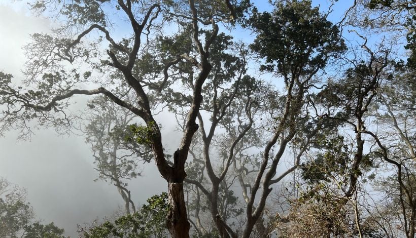 Refugios climáticos en Chile: investigación revela áreas clave para enfrentar la crisis ambiental Refugios climáticos en Chile: investigación revela áreas clave para enfrentar la crisis ambiental