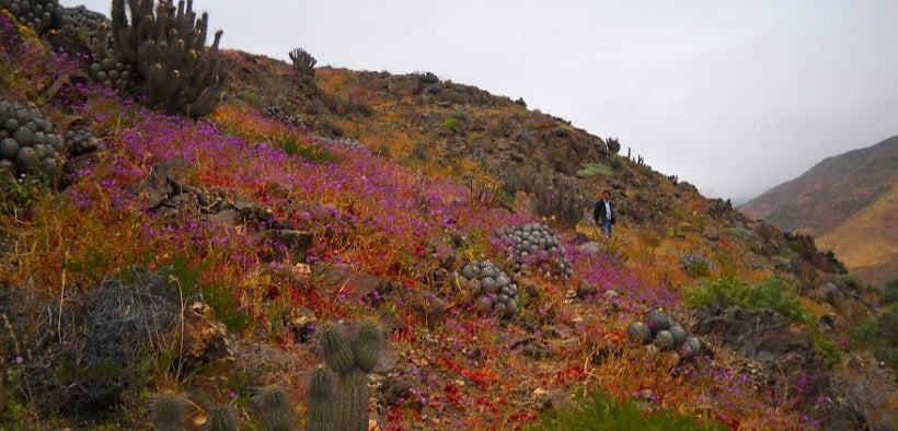 Conaf Atacama: Desierto Florido 2025 a partir de la tercera semana de septiembre Conaf Atacama: Desierto Florido 2025 a partir de la tercera semana de septiembre