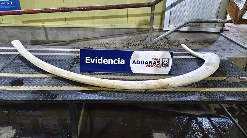 Aduana incauta una costilla de ballena durante control en paso Cardenal Samoré