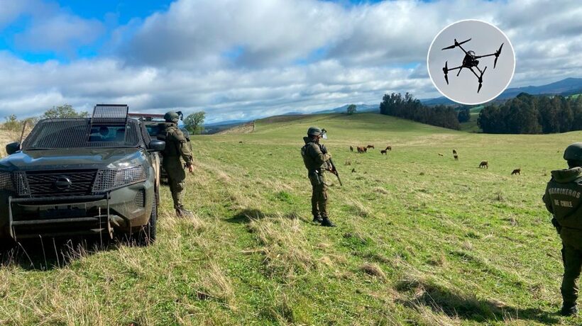 Rápido despliegue de Carabineros logró recuperar más de 80 bovinos robados en Traiguén Rápido despliegue de Carabineros logró recuperar más de 80 bovinos robados en Traiguén