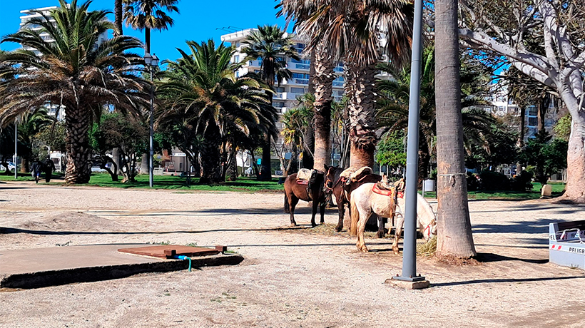 Paseos en ponis en plaza Colombia reabren debate sobre cuidado de animales Paseos en ponis en plaza Colombia reabren debate sobre cuidado de animales