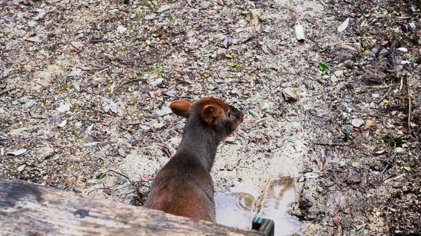 Dalcahue celebró la reintroducción de pudú rescatado en su hábitat natural Dalcahue celebró la reintroducción de pudú rescatado en su hábitat natural