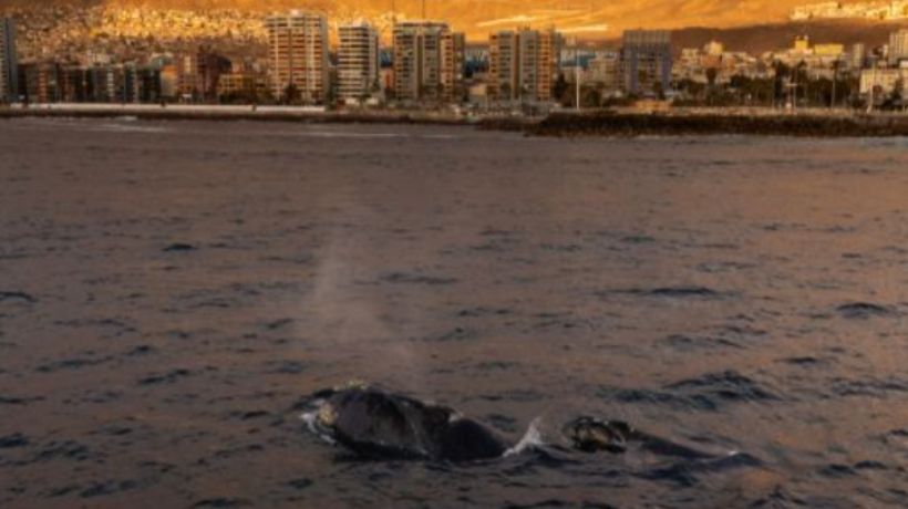 Avistamiento de ballenas en Antofagasta: Sernapesca refuerza medidas de protección Avistamiento de ballenas en Antofagasta: Sernapesca refuerza medidas de protección