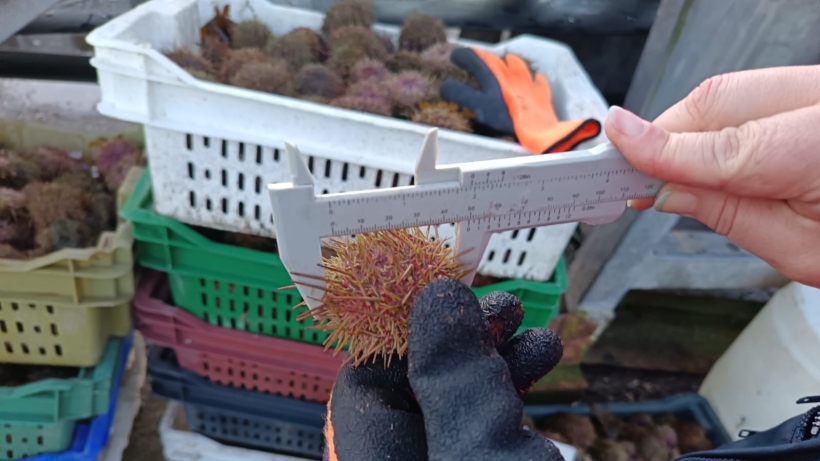 Doscientos kilos de erizo de baja talla fueron devueltos al mar en Calbuco Doscientos kilos de erizo de baja talla fueron devueltos al mar en Calbuco