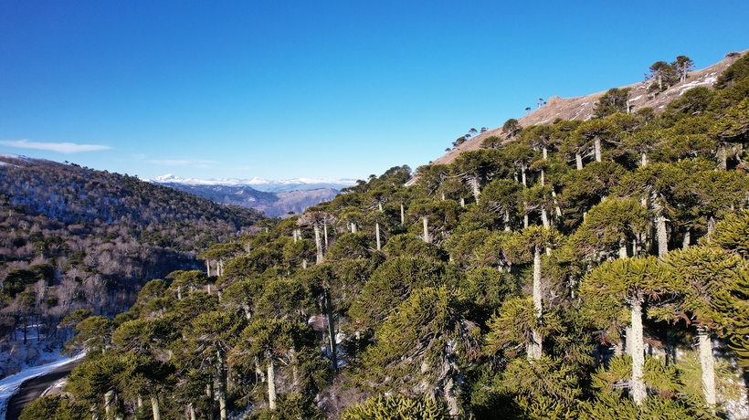Más de 500 expertos internacionales llegarán a La Araucanía para la Conferencia Mundial de Geoparques UNESCO Más de 500 expertos internacionales llegarán a La Araucanía para la Conferencia Mundial de Geoparques UNESCO
