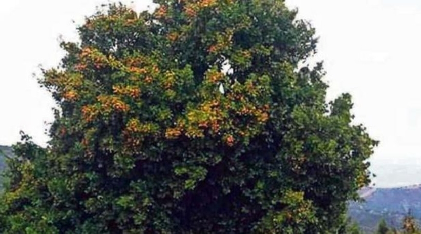 Advierten que bosque mediterráneo chileno está cerca del colapso Advierten que bosque mediterráneo chileno está cerca del colapso