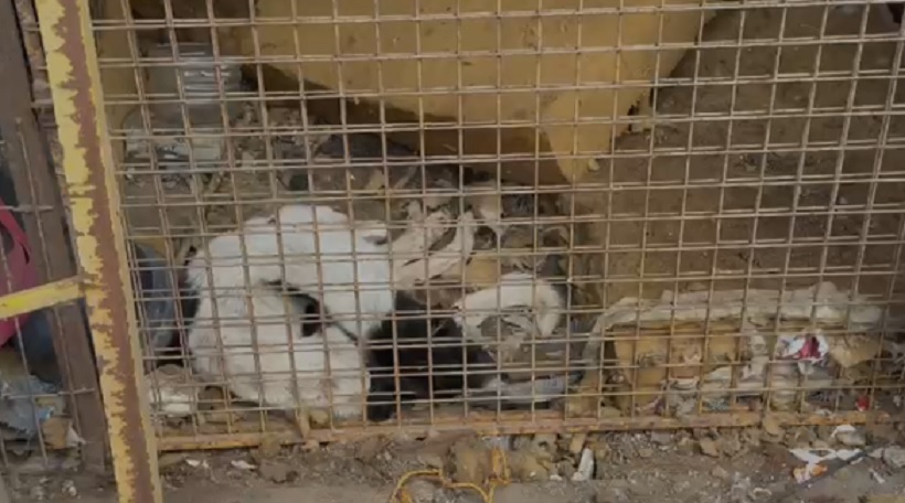 Nuevo caso de maltrato animal en empresa fiscalizada por Carabineros y diputado Videla Nuevo caso de maltrato animal en empresa fiscalizada por Carabineros y diputado Videla