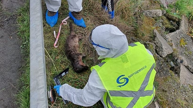 Impulsan proyecto de protección al huillín por atropellos en sector Tarahuín de Chonchi Impulsan proyecto de protección al huillín por atropellos en sector Tarahuín de Chonchi