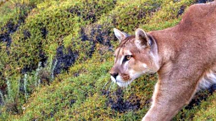 Niña fue mordida por un cachorro de puma en el Parque Pumalín de Chaitén Niña fue mordida por un cachorro de puma en el Parque Pumalín de Chaitén