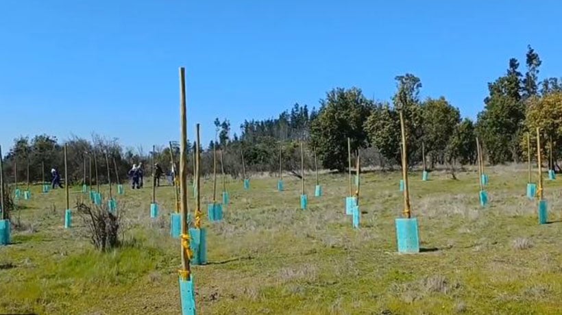 Plantan árboles nativos en zona afectada por el megaincendio en la Reserva Nacional Lago Peñuelas Plantan árboles nativos en zona afectada por el megaincendio en la Reserva Nacional Lago Peñuelas