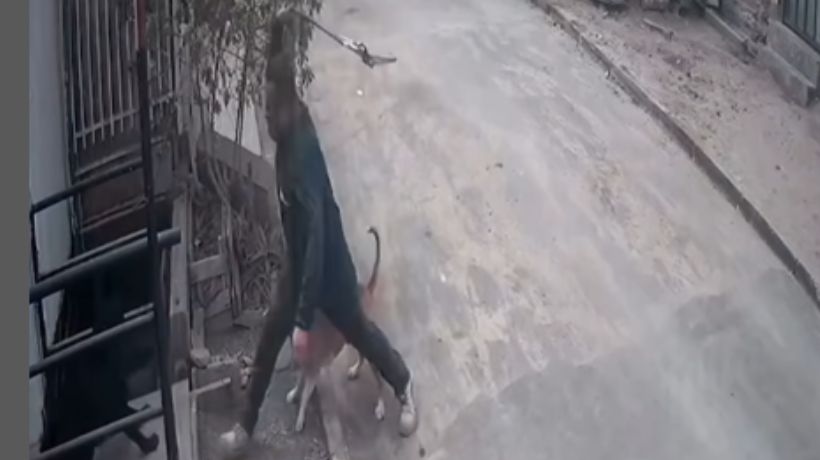 Fiscalía instruye investigación penal por caso de maltrato animal en Antofagasta