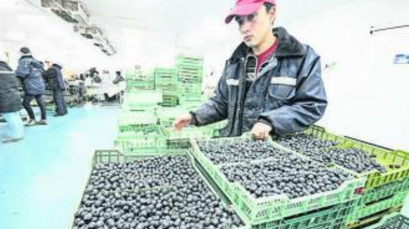 Industria del arándano en Ñuble inicia temporada con foco en la calidad y diversificación