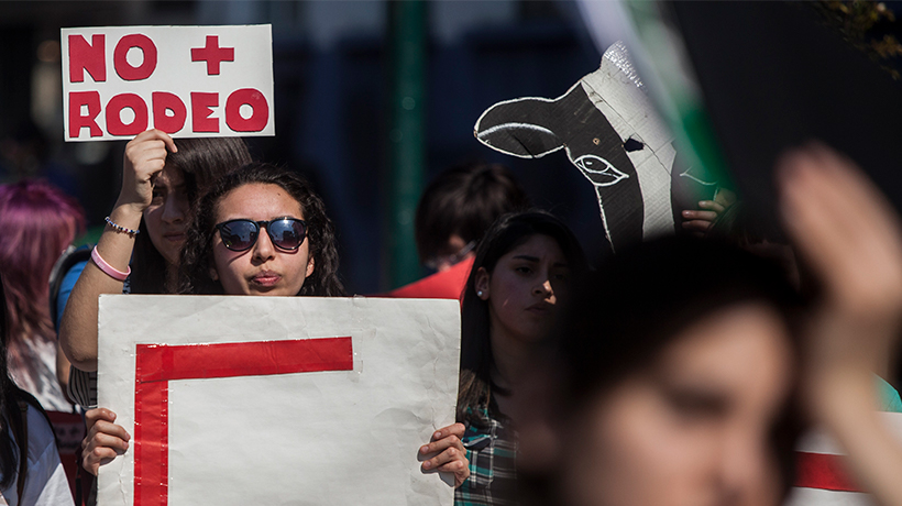 Marcha “Por Tradiciones sin Crueldad Animal” se realizará en Valparaíso