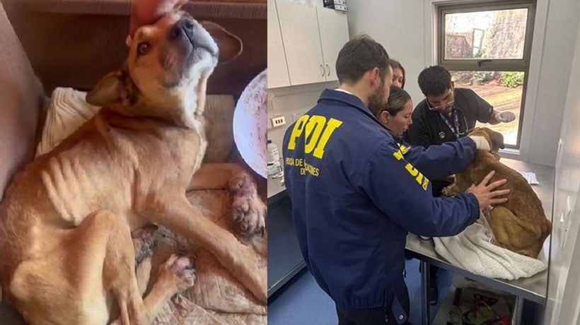 [VIDEO] PDI detiene a una mujer por maltrato de perrito en Viña: imputada tenía orden de arresto