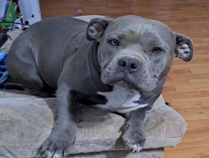Fiscalía investiga muerte de la perrita “Morita” a quien le extrajeron el corazón  y lo pulmones en Pica