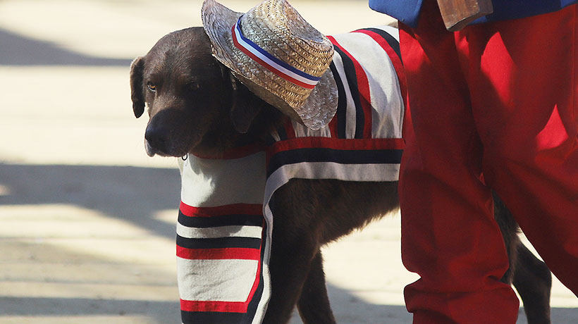 Fiestas Patrias: los alimentos típicos que pueden poner en riesgo la salud de tu mascota