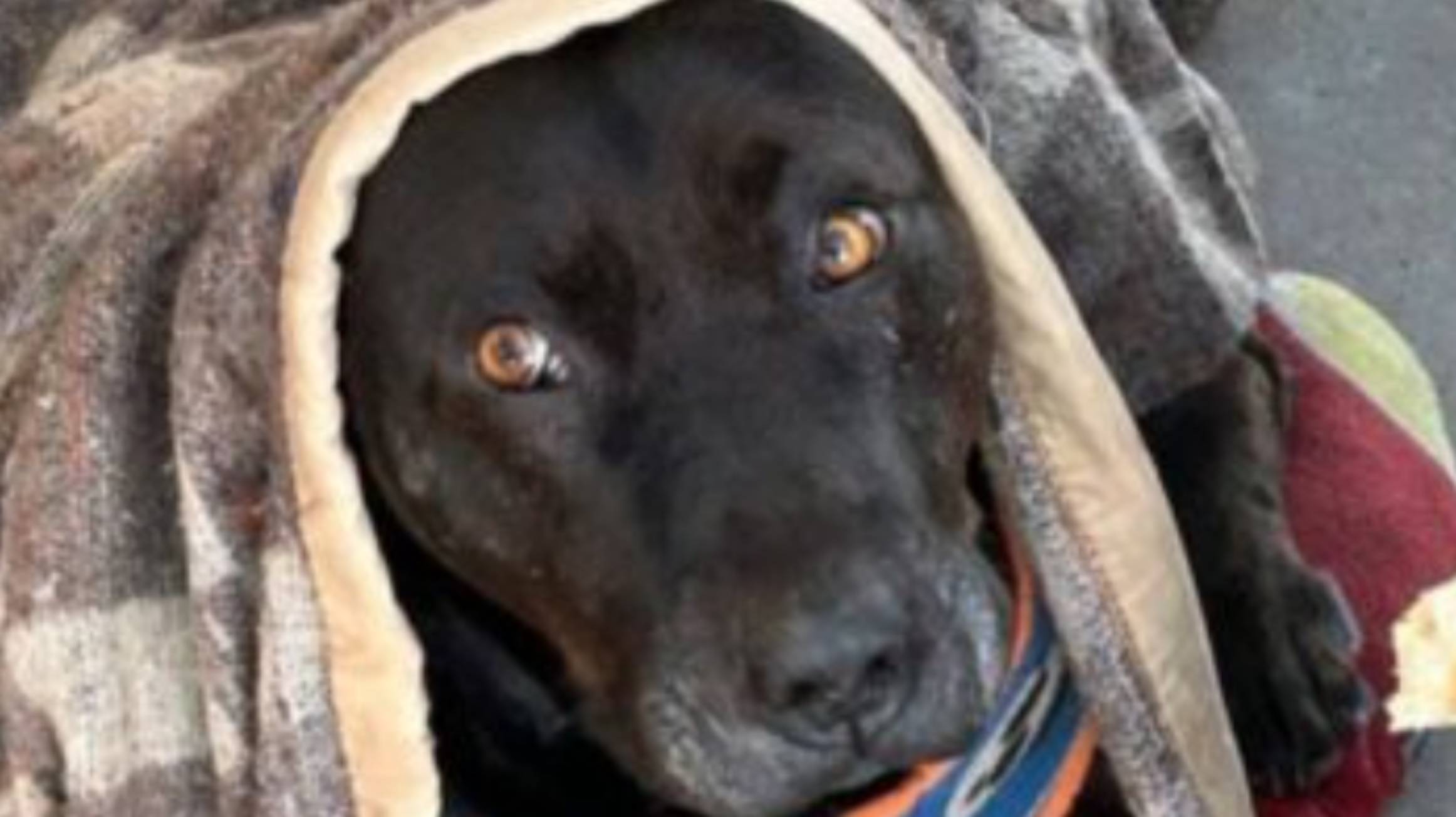 Funcionario PDI sería el presunto autor de asesinato a perro comunitario de Hospital de Quilpué Funcionario PDI sería el presunto autor de asesinato a perro comunitario de Hospital de Quilpué