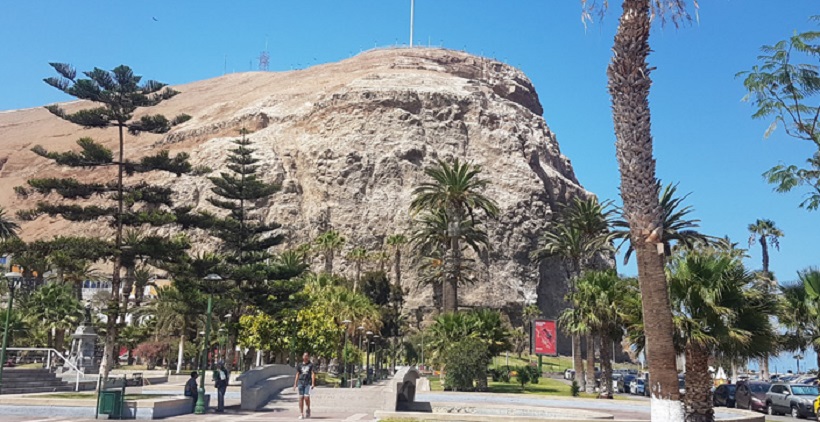 En marca plan contra mosca de la fruta: van a retirar árboles 'hospederos' en Arica En marca plan contra mosca de la fruta: van a retirar árboles 'hospederos' en Arica