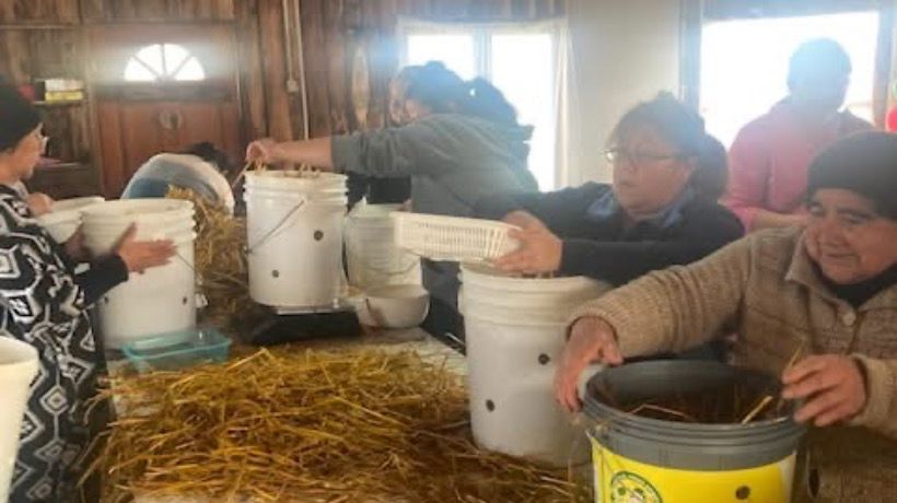 Prodesal Llanquihue capacita a pequeños agricultores en producción de hongos comestibles
