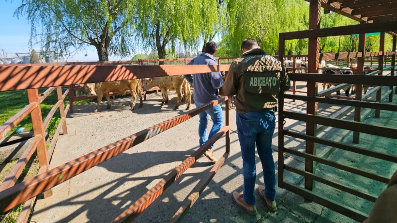 Condenan a banda delictual dedicada al abigeato en Ñuble Condenan a banda delictual dedicada al abigeato en Ñuble