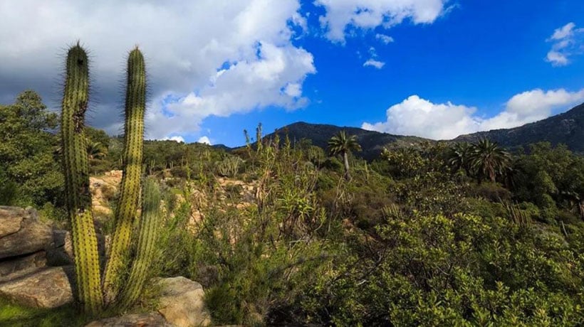 Conaf anuncia cierre preventivo del Parque Nacional La Campana durante Fiestas Patrias Conaf anuncia cierre preventivo del Parque Nacional La Campana durante Fiestas Patrias