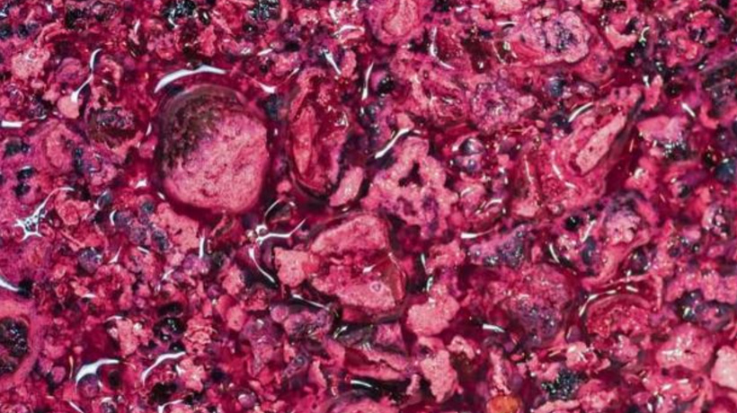 Estudian levaduras para evitar que el cambio climático afecte al vino