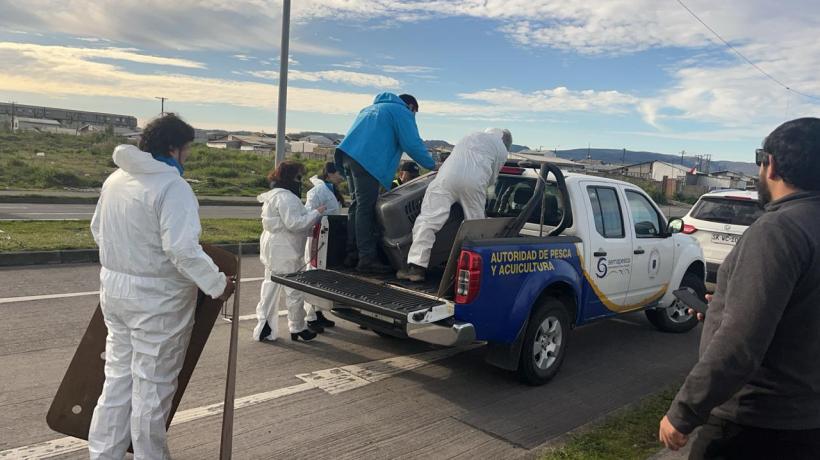 San Pedro de la Paz: activaron protocolo de rescate ante el varamiento de un lobo marino en la calle
