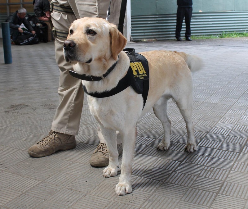 Falleció recordado ex can detector de drogas de la PDI Valdivia