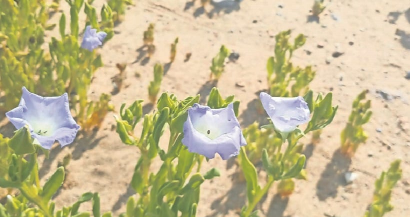 Comenzó fenómeno del Desierto Florido en Atacama: peak será en octubre