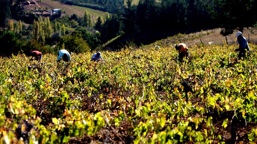 SNA propone regularización de inmigrantes por falta de mano de obra en el sector agrícola