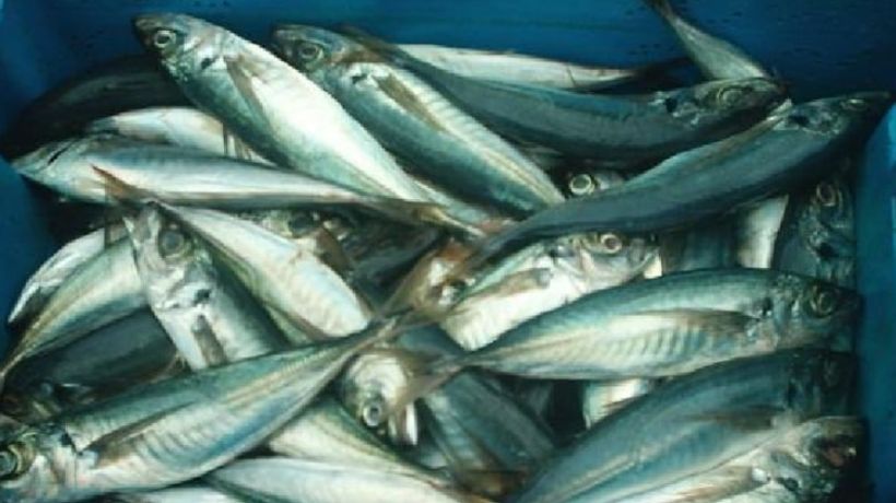 Entregarán más de 1.800 sándwiches para celebrar la 1ra versión del Día del Jurel en Concepción, Talcahuano y Coronel