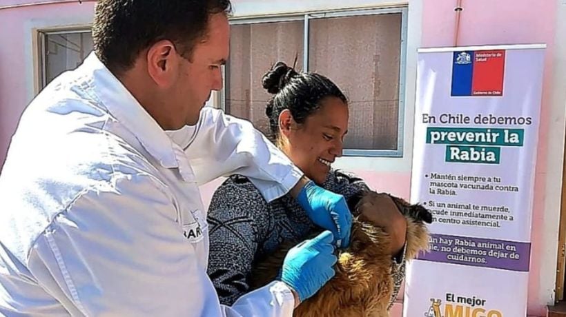 Salud realizará operativo gratuito de vacunación contra la rabia para perros y gatos en Antofagasta