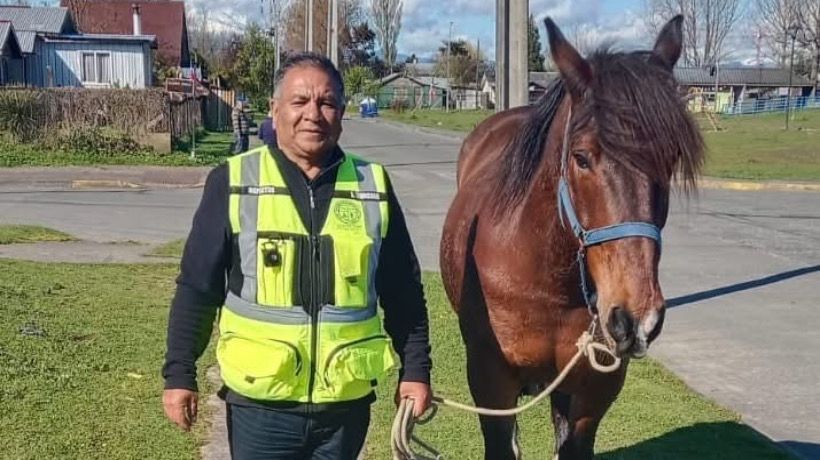 Comenzó marcha blanca por ordenanza para sancionar animales mayores sueltos en Alerce