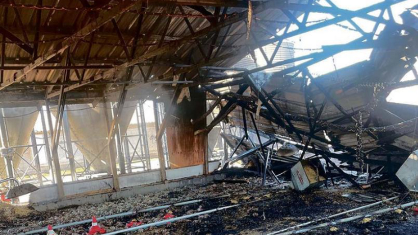 Siete mil pollos murieron en incendio en un pabellón de empresa avícola