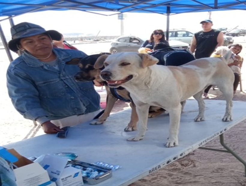 Realizarán jornada de vacunación para mascotas en la Plaza de Armas en Alto Hospicio Realizarán jornada de vacunación para mascotas en la Plaza de Armas en Alto Hospicio