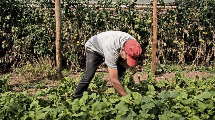 Agricultores de Ñuble se suman a solicitud de regularizar a inmigrantes que trabajan