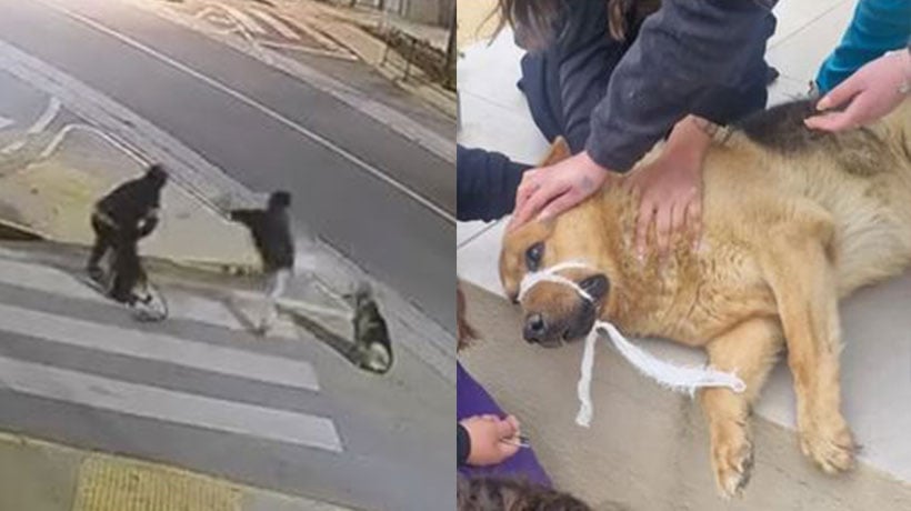 [VIDEO] Perro comunitario sufre brutal agresión en Villa Alemana: municipio anuncia querella