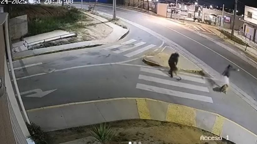 Consejera regional pidió mayor urgencias a las políticas públicas preventivas tras golpiza a perro en Villa Alemana