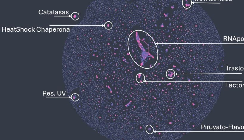 Descubren genes microbianos en el Salar de Huasco que podrían mejorar el bioreciclaje de litio